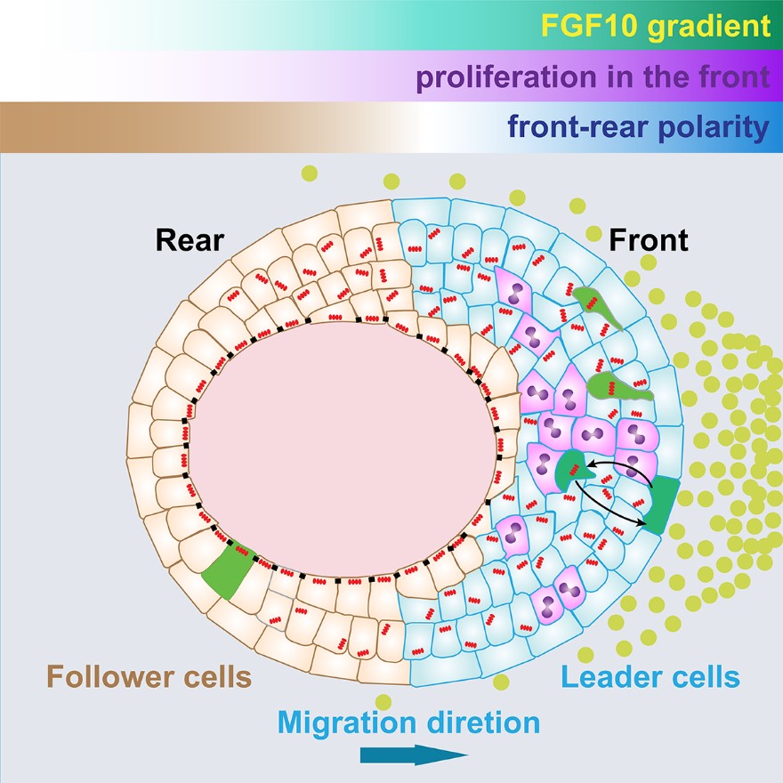 生命学院吕鹏飞课题组揭示上皮细胞集体迁移机制