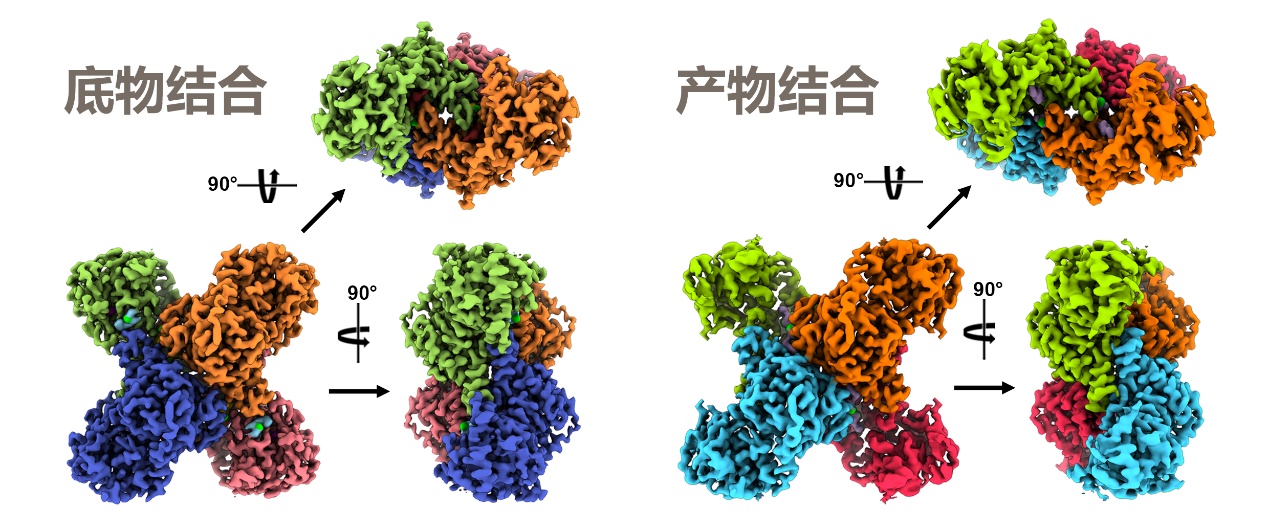 生命学院刘冀珑实验室揭示CTP合酶配体结合模式