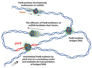 The mechanism of multimerized ParB orchestrating DNA assembly uncovered by ShanghaiTech scientists