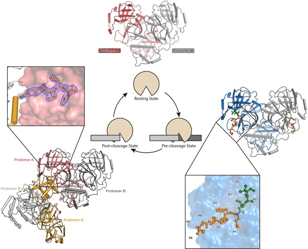 免化所杨海涛/饶子和团队揭示新冠病毒主蛋白酶识别底物和催化反应的分子机制