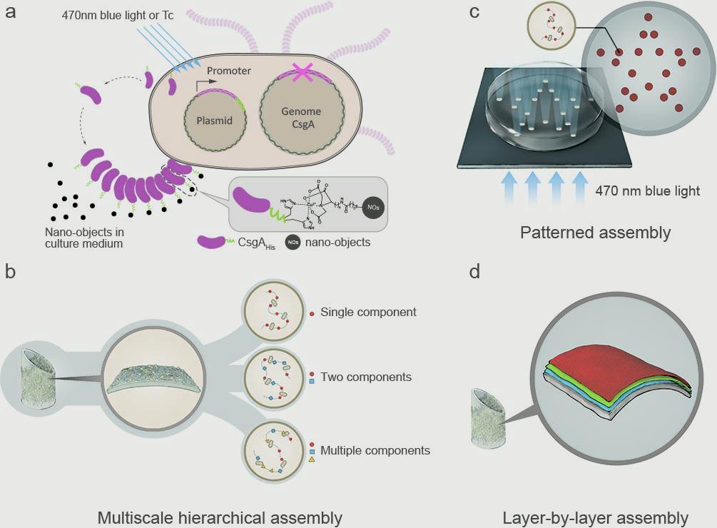 Engineered Bacterial Biofilms as Living Functional Materials