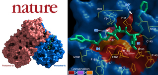 SIAIS Professors Rao Zihe and Yang Haitao Determine Structure of Mpro From COVID-19 Virus and Discover Its Inhibitors