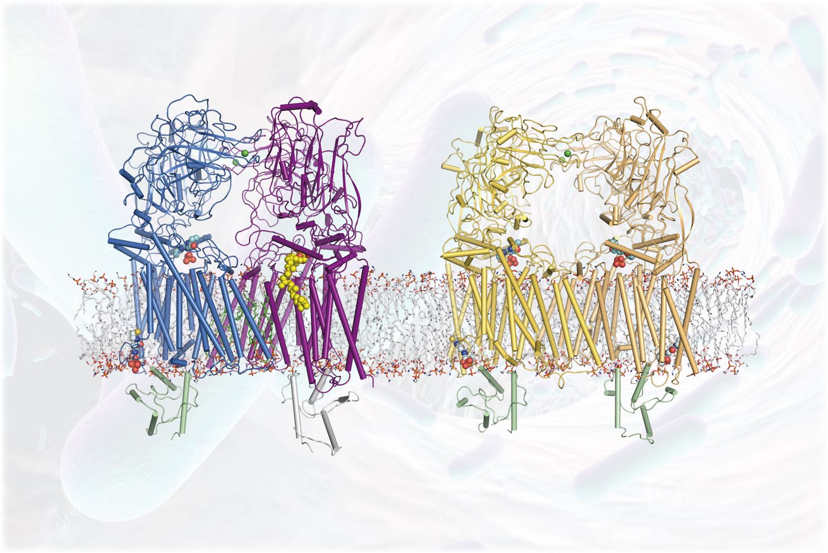 SIAIS Researchers Unveil Structures of Cell Wall Arabinosyltransferases with the First-Line Anti-tuberculosis Drug Ethambutol  