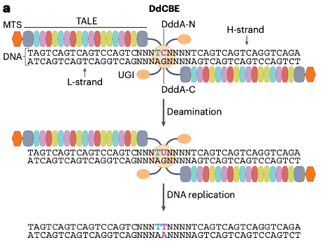 Nature Reviews Molecular Cell Biology: Base editing of organellar DNA with programmable deaminases