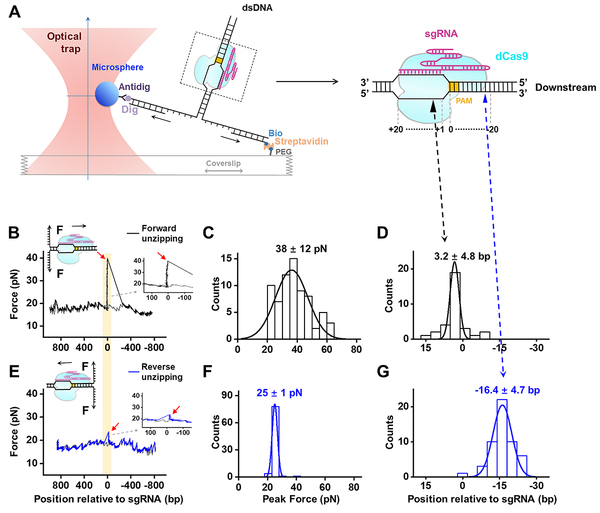 New High-Res Map Explains spCas9- DNA Interplay