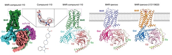 iHuman研究所华甜课题组揭示乙酰胆碱受体M4R的配体调控和信号转导机制