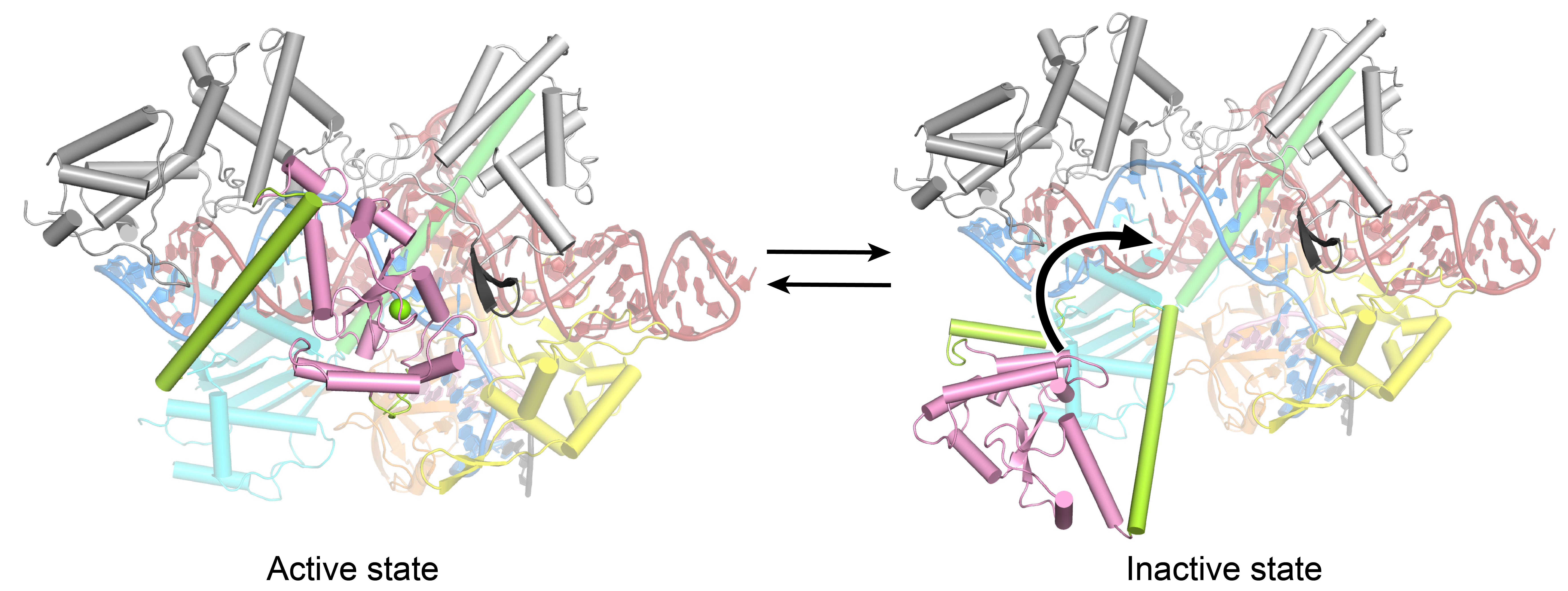 物质学院季泉江课题组揭示嗜热链球菌Cas9核酸酶催化机制并进化拓展其PAM DNA识别