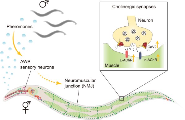 SLST researchers discover sex-specific pheromone modulation of synaptic transmission