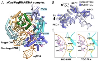 Uncovering the Molecular Mechanism of an Evolved Cas9 Nuclease