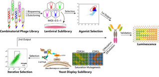 Joint Team Led by SIAIS Professors Richard Lerner and Yang Guang Develops a Full Agonist Antibody Targeting Leptin Receptor