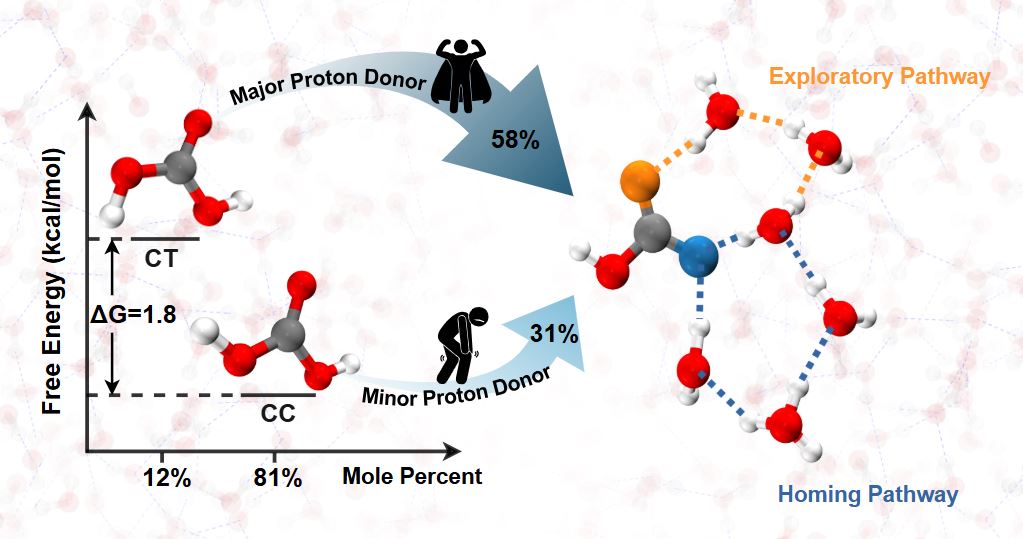 Research team at ShanghaiTech University unravels the mystery of proton transfer mechanisms in carbonic acid solutions