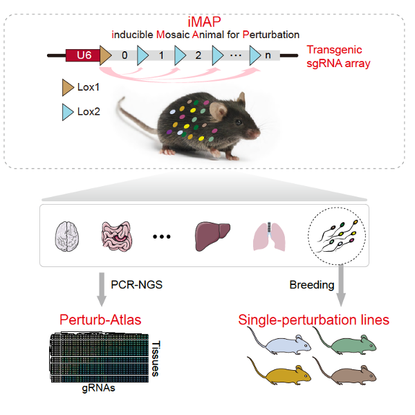 World's first “Perturb-Atlas” for deciphering gene function!