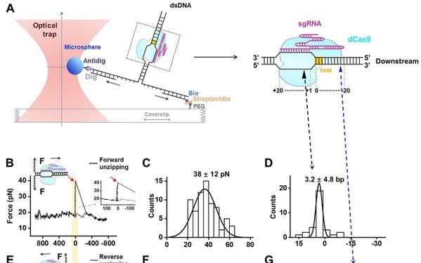 生命学院孙博课题组与合作者在解析Cas9 蛋白分子机制方面取得重要进展