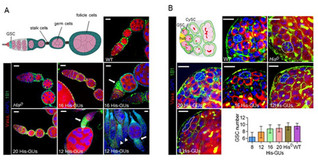 Powerful Strategy Developed to Probe Histone Functions