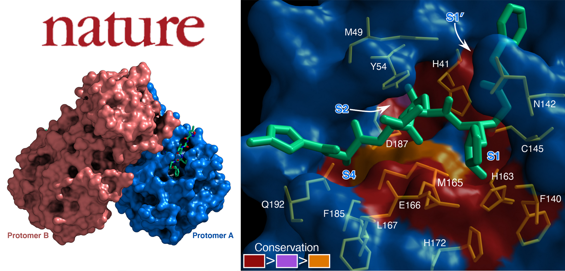 冠联合攻关团队科研成果荣登nature——解析新冠病毒主蛋白酶三维结构