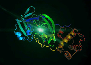 SIAIS Professors Rao Zihe and Yang Haitao’s Research Team Determine the Crystal Structure of SARS-CoV-2 3CL Hydrolase