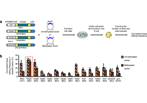 生命学院陈佳、黄行许与合作者开发出普适型碱基编辑器