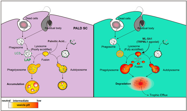 Researchers reveal mechanism of lysosomal dysfunction regulating testicular aging