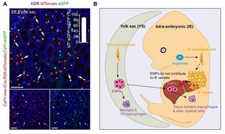 SLST Researchers Solve the Controversy over Cellular Sources of Embryonic Vessels  