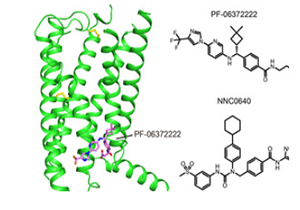 Key Diabetes Receptor Structure Determined