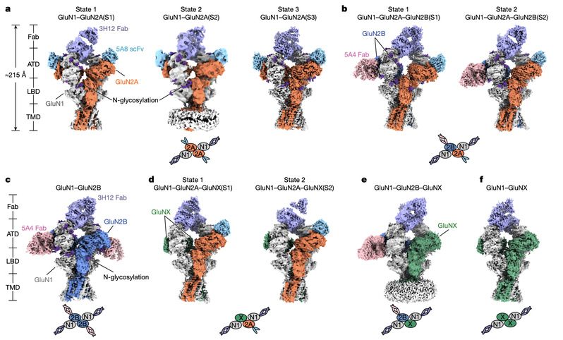 Scientists reveal multiple compositions and fully open state of native NMDA receptors in the brain