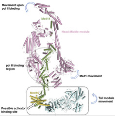 SIAIS researchers and collaborators unveil structure and conformation change of the entire Mediator complex