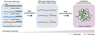 A novel helicase-DNA interaction model uncovered