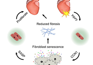 Discovery of New Heart Regeneration Mechanism 