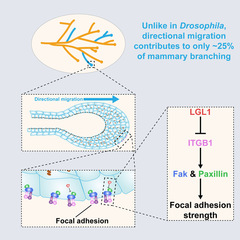 SLST researchers reveal a novel mechanism governing epithelial branching in vertebrates