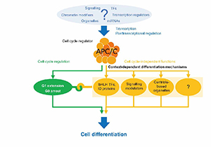 Function of a Conserved Cell Cycle Protein in Cell Differentiation Reviewed