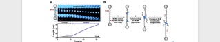 SLST researchers report a novel activity transition pathway of a DNA repair-involved helicase