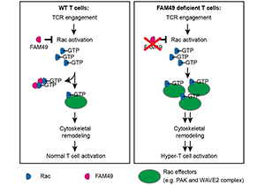 International Immunology Collaboration Published