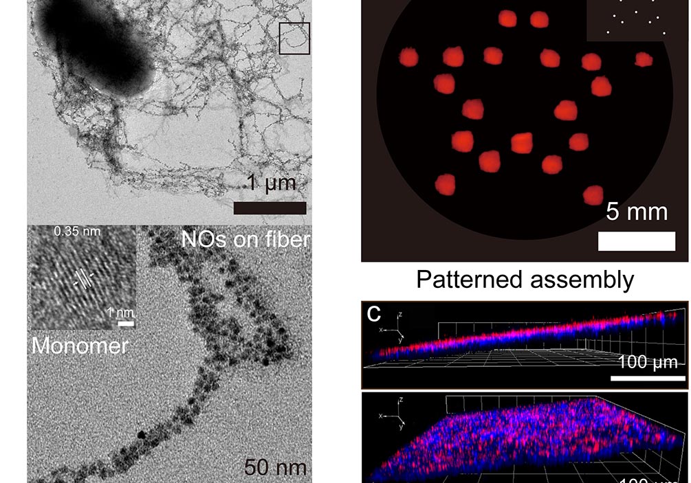 Engineered Bacterium Reported by Zhong Chao's Group