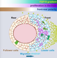 SLST Lab Discovers a New Mechanism of Vertebrate Epithelium Collective Migration