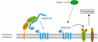 MARCHing toward the degradation of peroxisomes