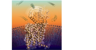 Top Diabetes Drug Target Structure Published by International Collaboration Led by iHuman Institute, ShanghaiTech University