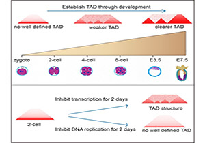 SLST Lab and Collaborators Make Breakthrough