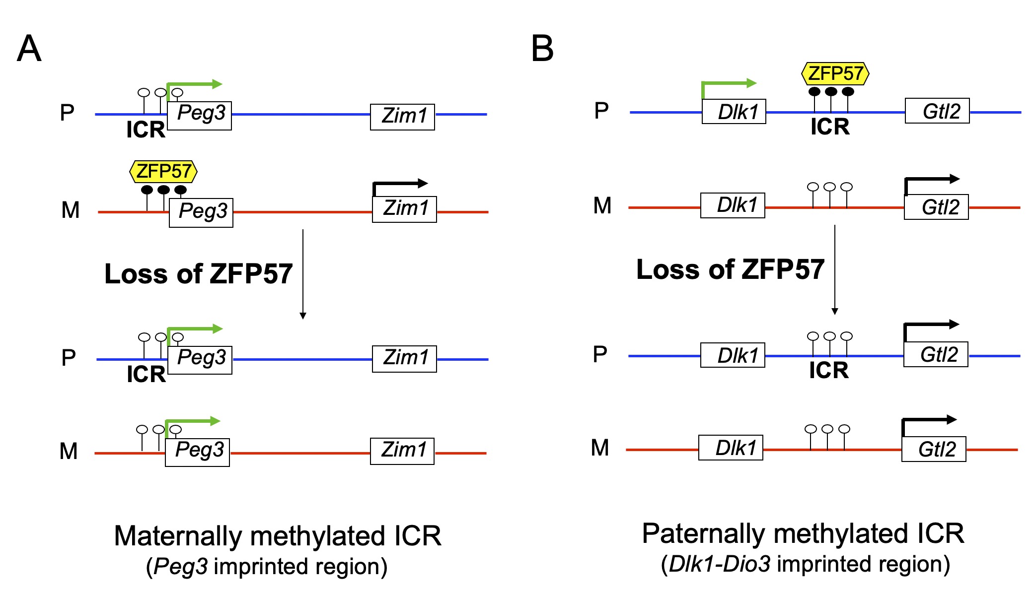 SLST researchers reveal a mechanism for allelic expression switch of imprinted genes