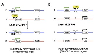 SLST researchers reveal a mechanism for allelic expression switch of imprinted genes