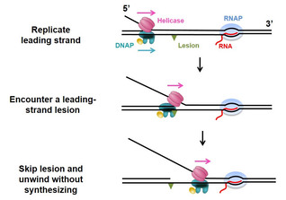 New DNA Replication Pathway Revealed