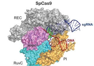 Ji Lab Develops Bacterial Superbug Genome Editing Tool