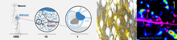 3D-STED Super-Resolution Microscopy Unravels the Mystery of Astrocytes at the Tripartite Synaptic Function