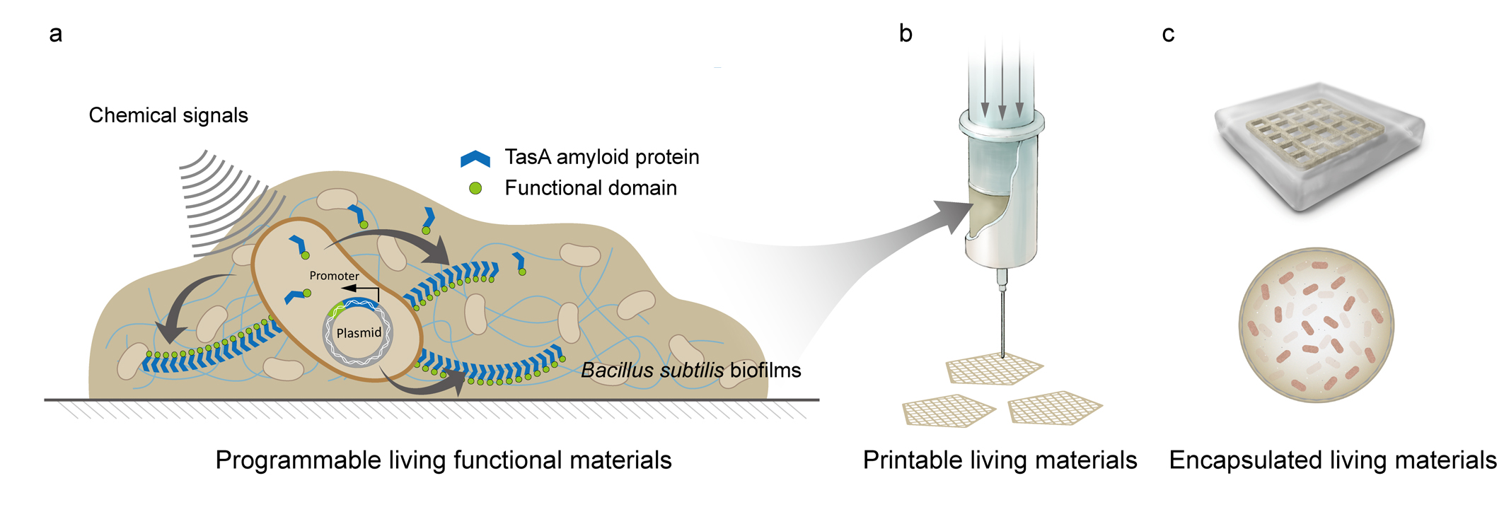 Engineered Bacterial Biofilms as Living Functional Materials