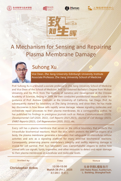 A Mechanism for Sensing and Repairing Plasma Membrane Damage