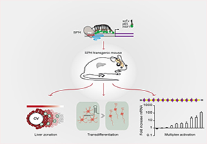 SLST Researchers' Neuroscience Findings Published