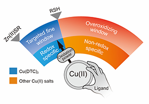 Researchers Unveil New Universal Anticancer Chemical Mechanism 