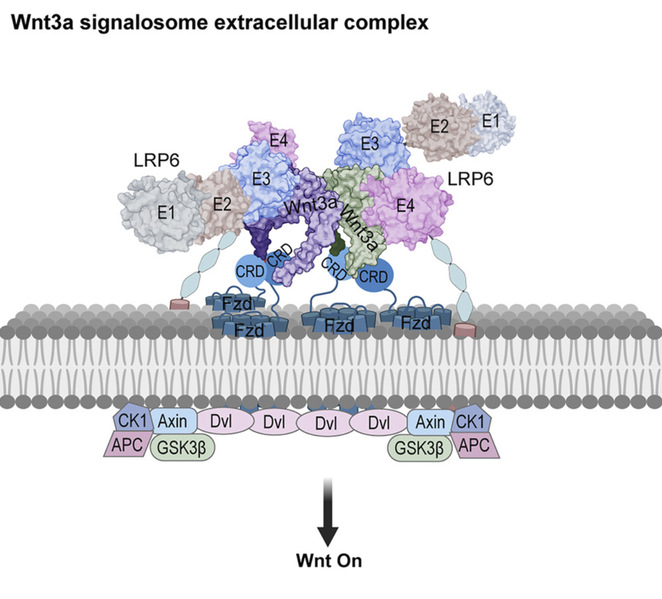 ShanghaiTech scientists resolve a key structure of the Wnt signaling complex—published in Cell