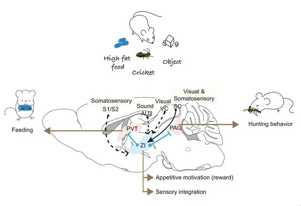 Novel Predatory Hunting and Reward Feeding Mechanism Discovered