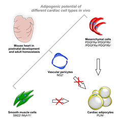 ShanghaiTech researchers reveal the origins of cardiac adipocytes