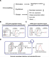 ShanghaiTech scientists systematically quantifies tumor immunoediting signals